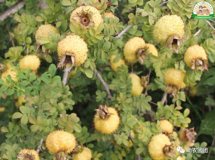 助农团团丨刺梨产业巡礼⑫：“水果中的大熊猫”，它会让你爱不释手