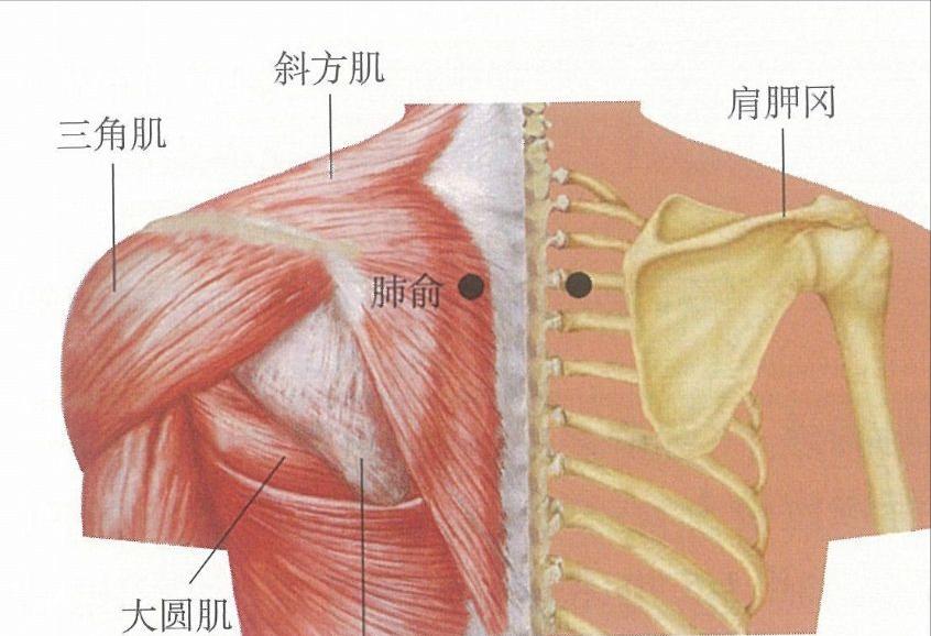 前胸后背疼痛吃什么中药,前胸痛按哪个穴