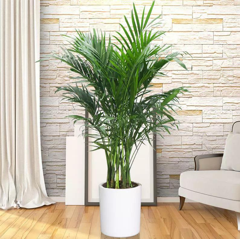 水养凤尾竹叶子黄,散尾葵盆栽凤尾竹叶子发黄怎么办