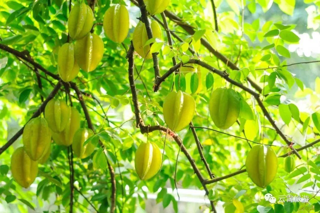 双节溜达最佳路线图,云霄旅行攻略