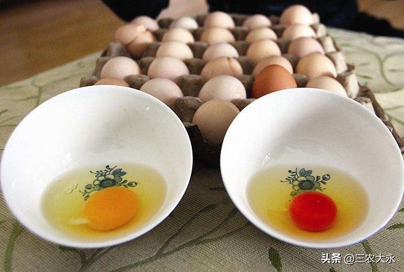 饲料添加什么鸡蛋更黄,饲料多加什么可以增加蛋重
