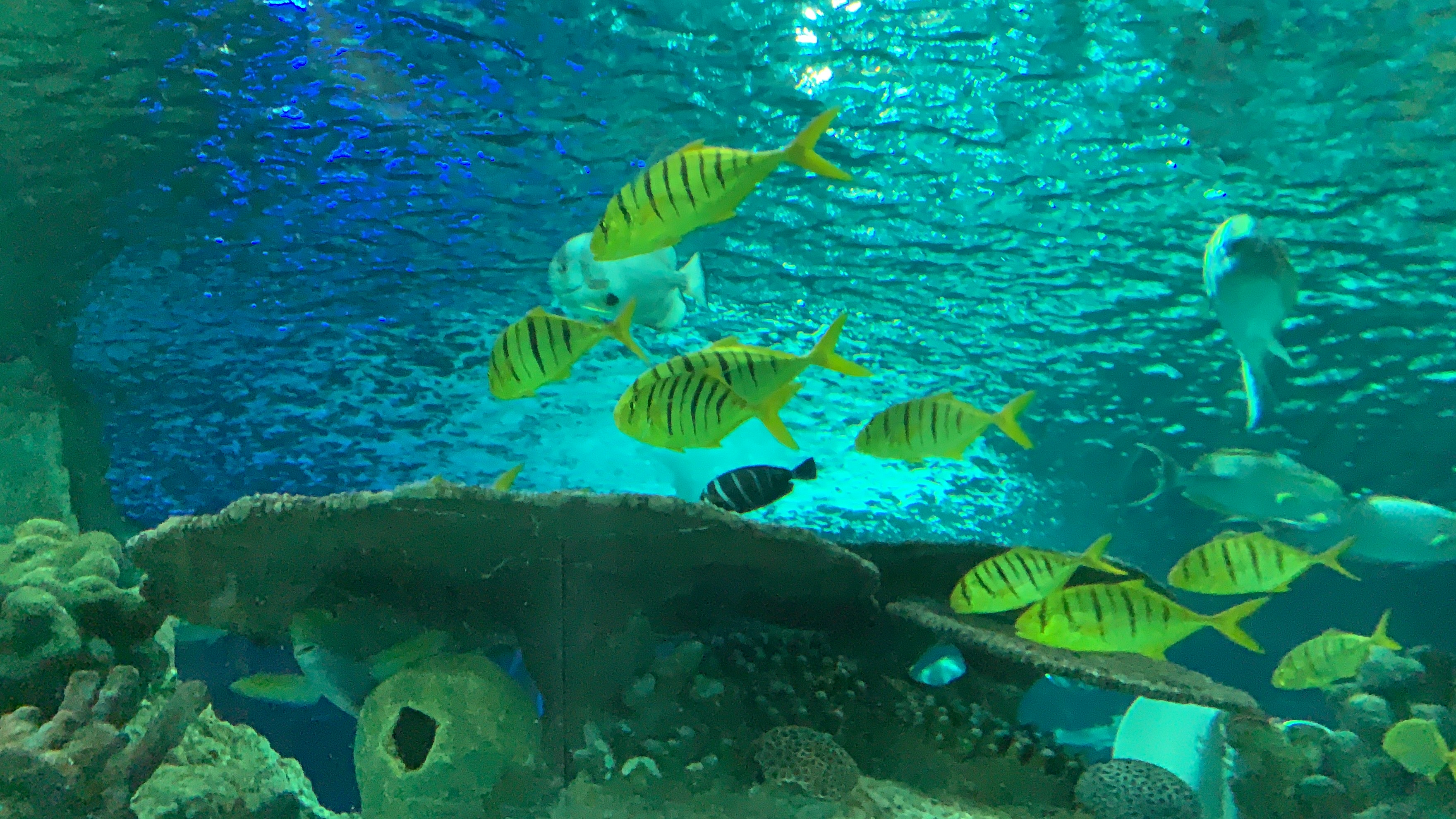 北京富国海底世界周围景点,工体富国海底世界游览攻略