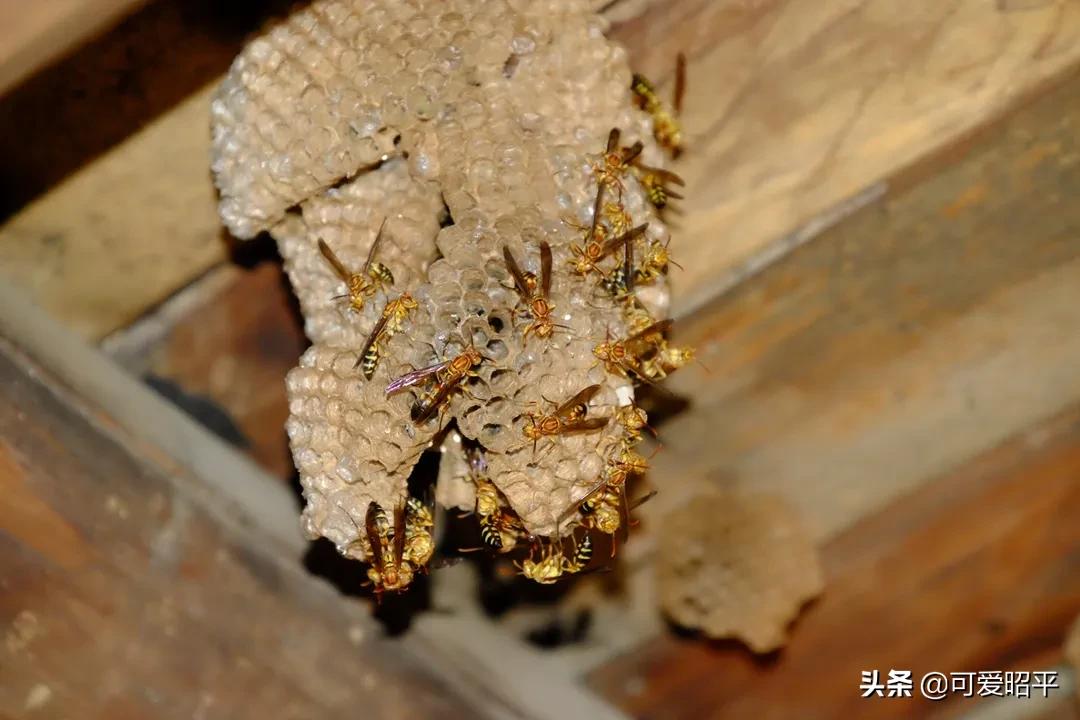 贺州昭平长寿之乡,昭平县百年炮楼图片