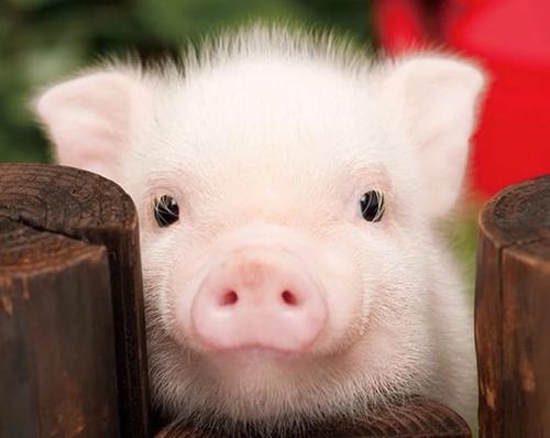 动物为什么要远离人类,为啥动物会主动远离人