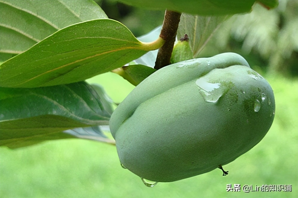 有趣又真实的冷知识,有趣的冷知识简直有点不可思议