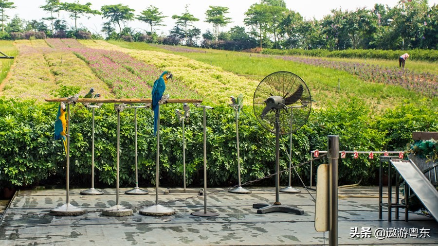 深圳东部华侨城大峡谷附近酒店,深圳东部华侨城大峡谷旅游攻略