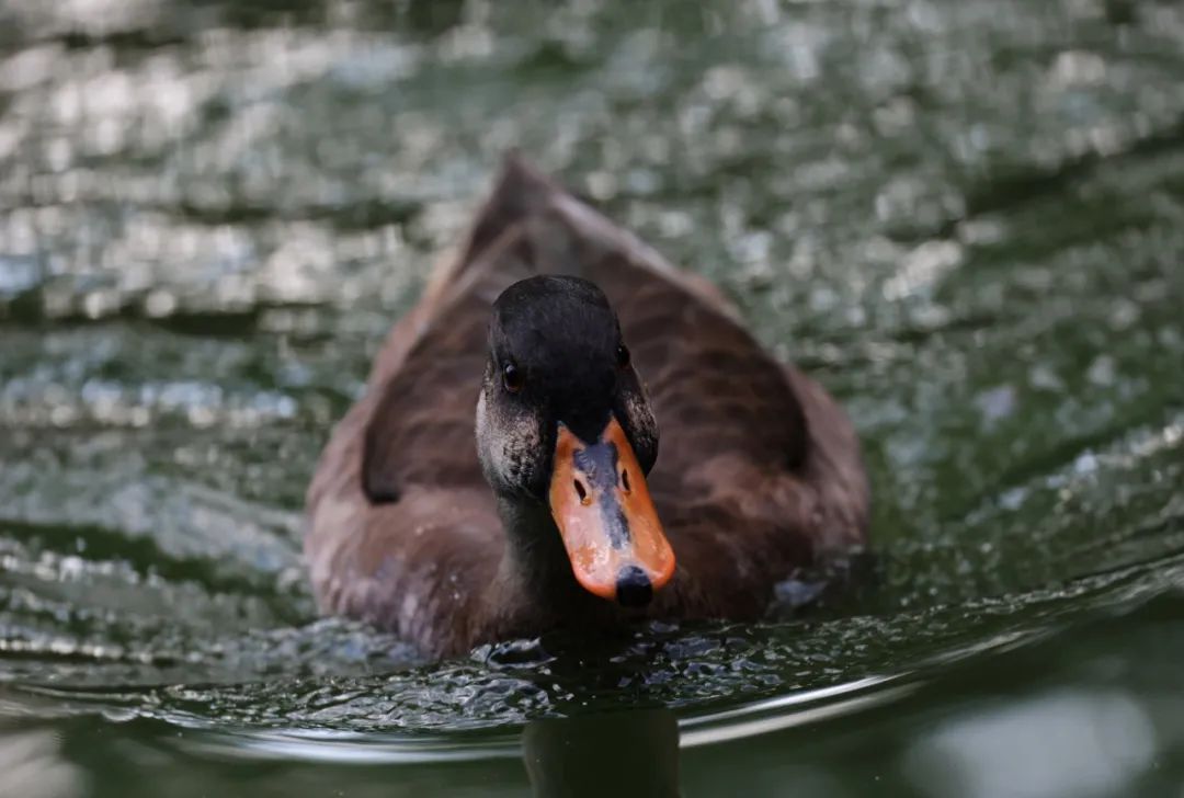 佳能rf100-500mm镜头拍鸟,佳能长焦相机100倍