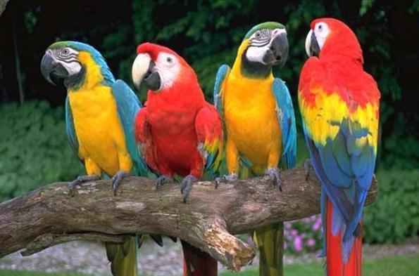 东江揽胜,惠州淡水常见鸟类图谱