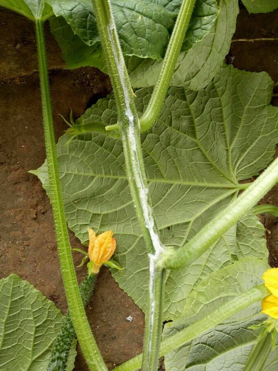 黄瓜中午打蔫是怎么回事,大雨过后黄瓜打蔫怎么办