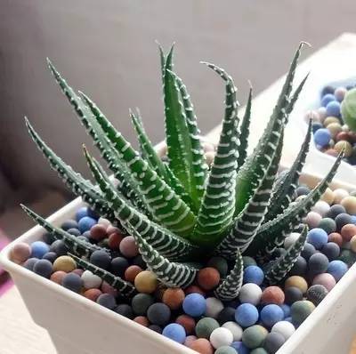 养花如何不把花养死,养花老是养死