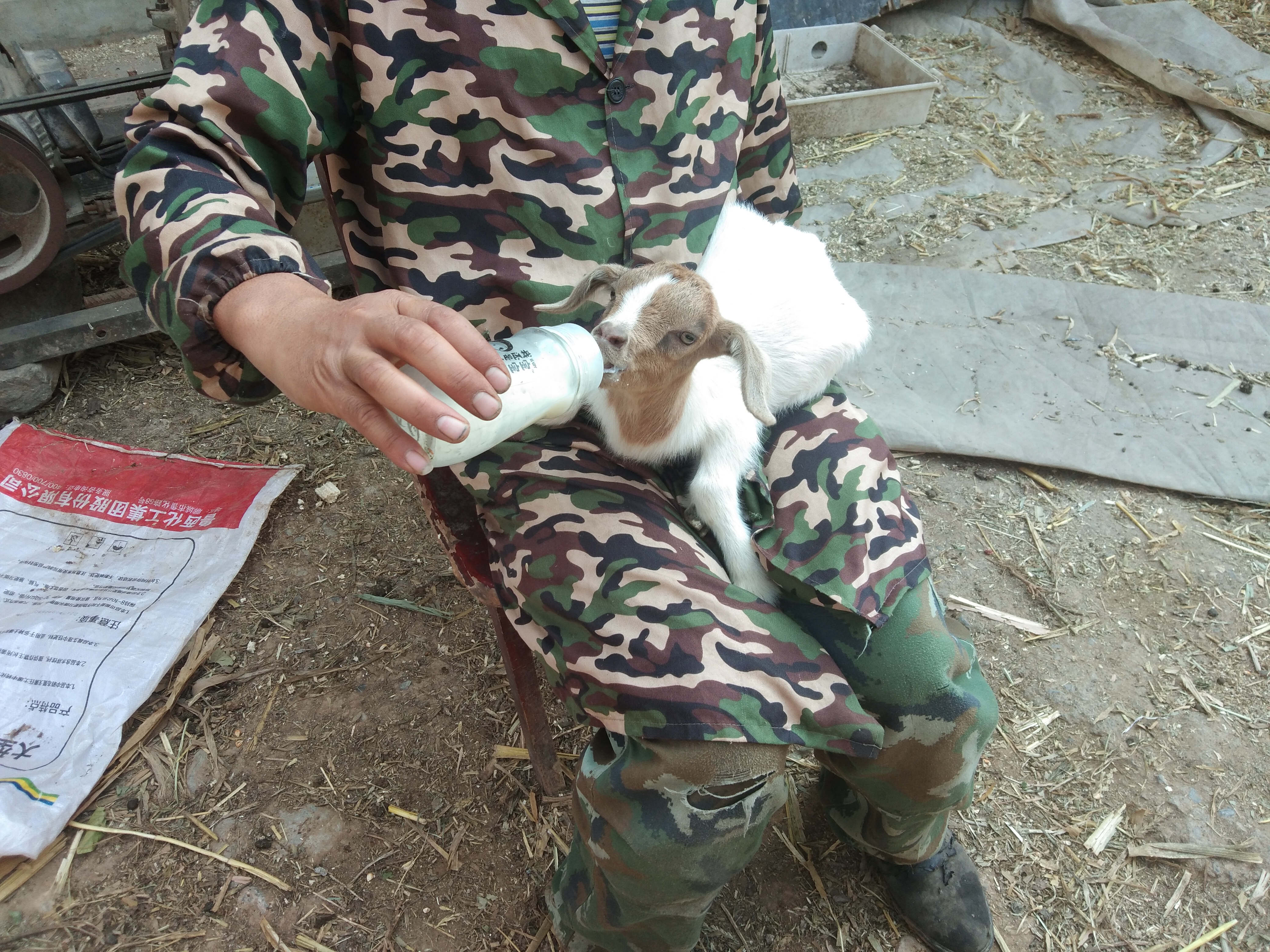 该面对的终究躲不过,小反刍用什么药治疗最有效