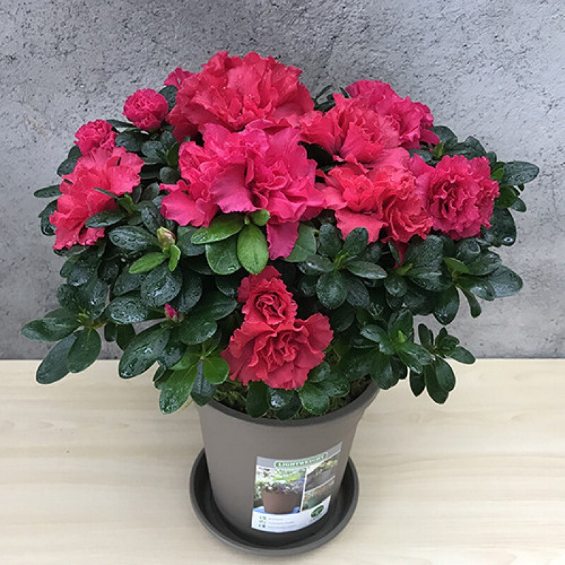 人养花一时养人一生,人养花同时花也养人