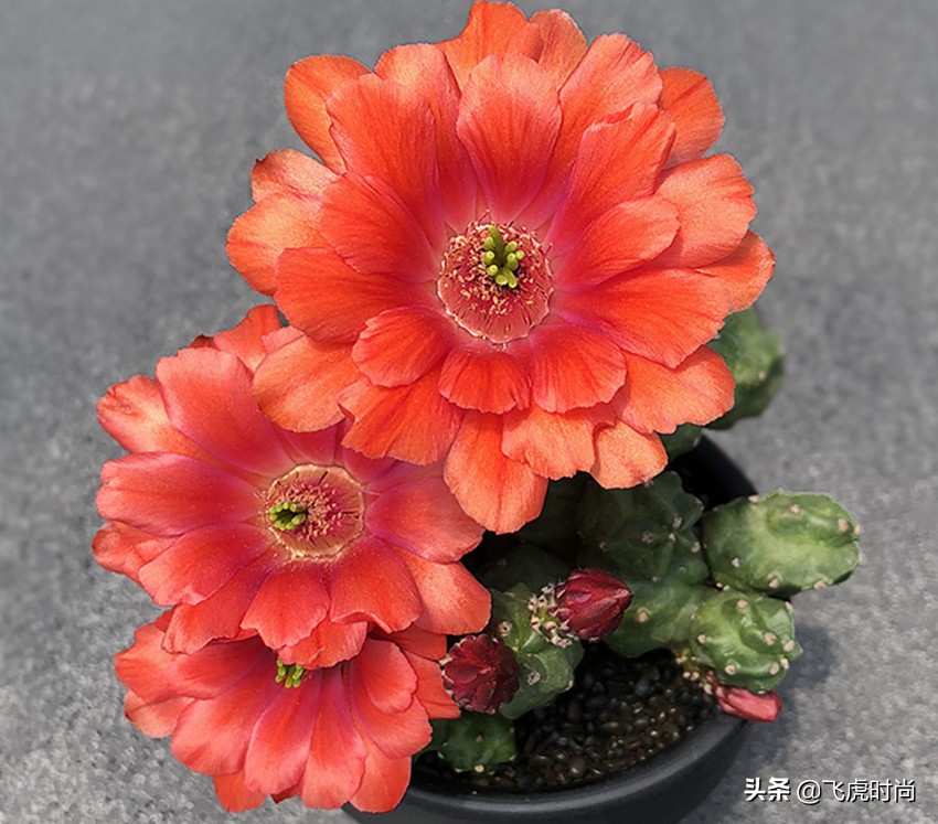 多肉哪些品种开花好看带图片,15种开花的多肉图片