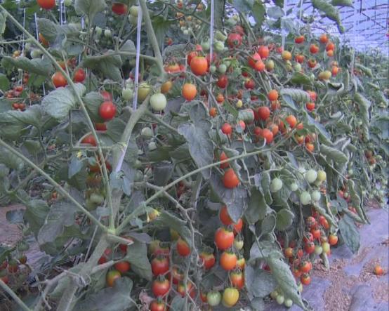 临颍南瓜,临颍县南瓜