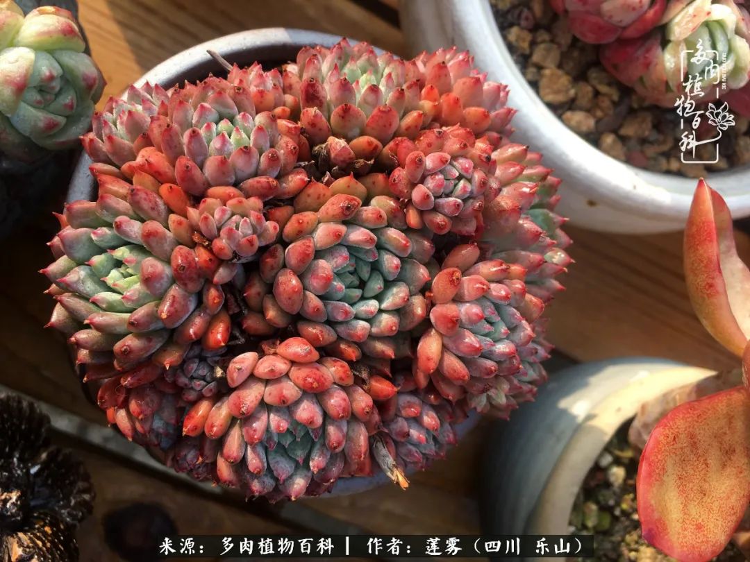 治愈系多肉精灵,初冬携一抹暖阳与多肉相伴