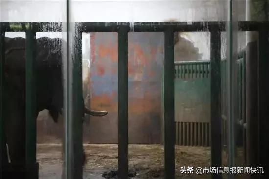 长沙一头大象踩死驯兽员官方回应,长沙动物园驯兽师被大象踩死了