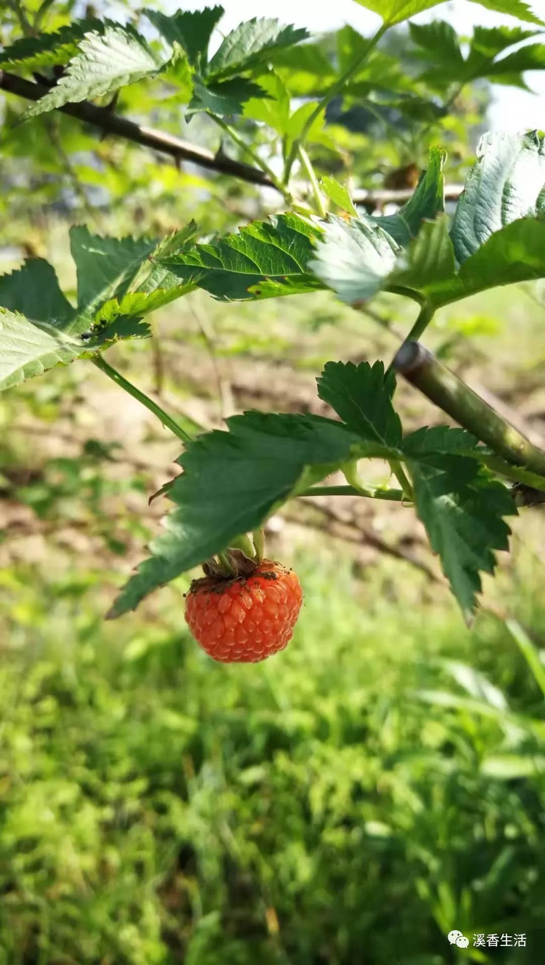 西溪南古村落惬意慢生活,徽州西溪南生活