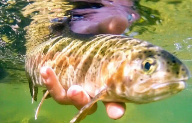 它是一种钓鱼的用具,更像是一件艺术品,国外叫飞绳我们叫毛钩