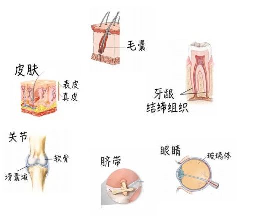 宠物玻尿酸,双分子玻尿酸宠物