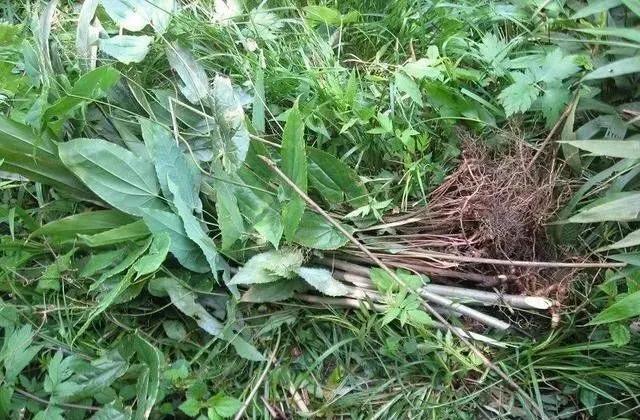 告知：农村一种奇特野草，羊吃了会发情，为什么农民常用来泡酒？