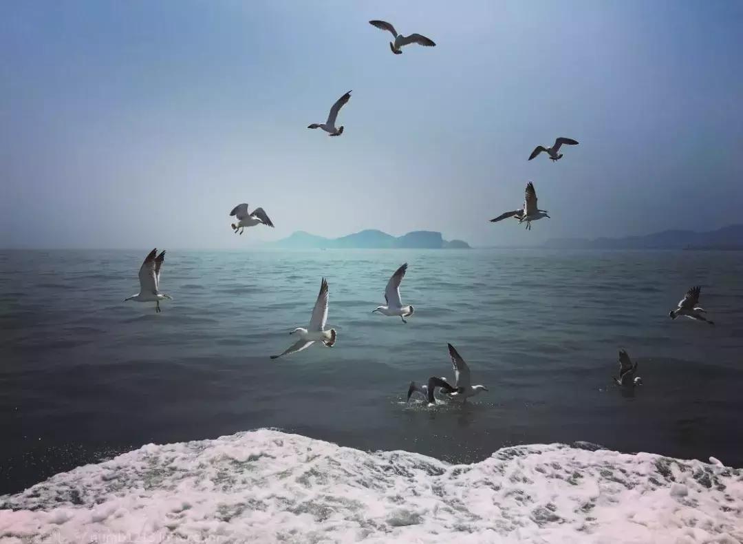 北方冬季适合吃的海鲜,北方冬天适合去的海滨小城