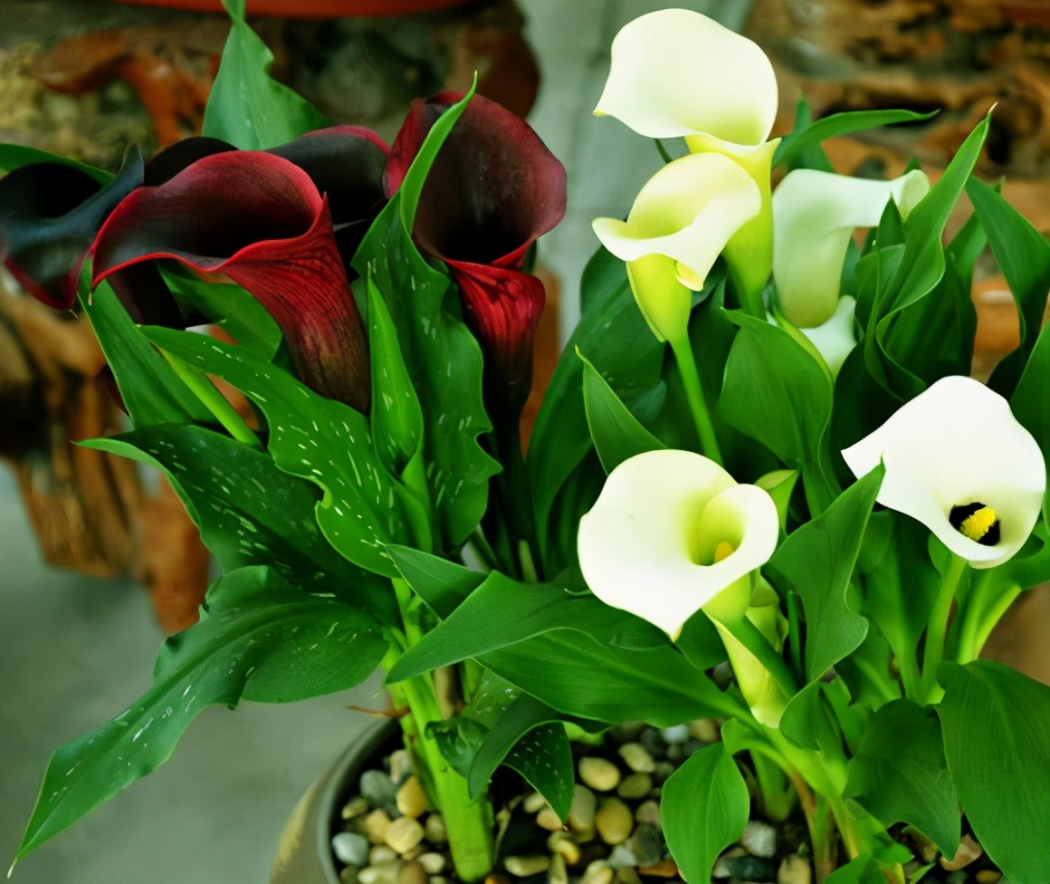 盆栽马蹄莲冬季养殖方法,这几款花卉养在家里清新脱俗