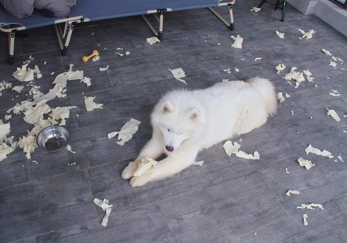 狗狗不吃饭怎么判断是否生病,狗狗拒食护食方法