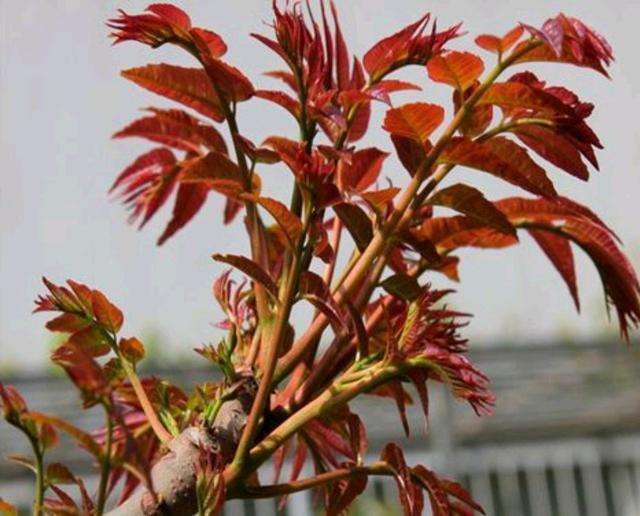 青瓦房后面有大树,40年左右的香椿树