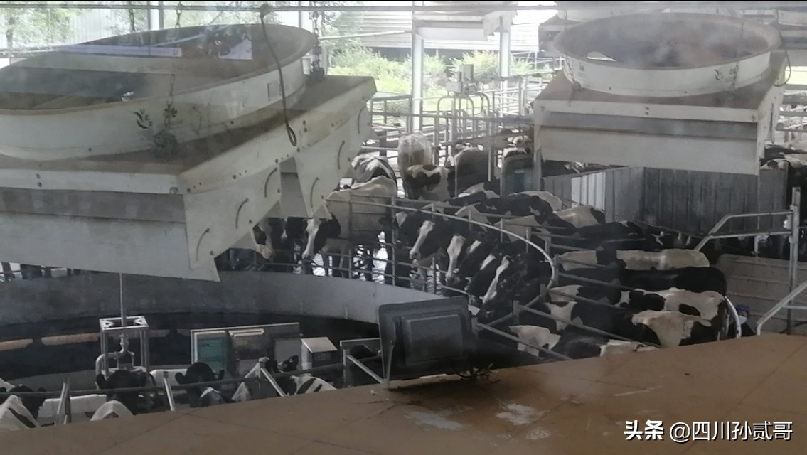 雪宝奶牛场,参观雪兰牛奶工厂心得体会