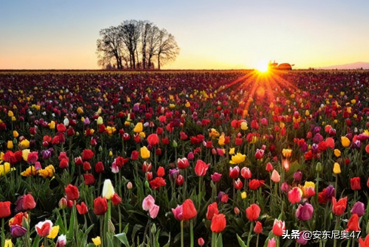 郁金香的花语和寓意英文,郁金香的花语寓意着纯洁的爱情