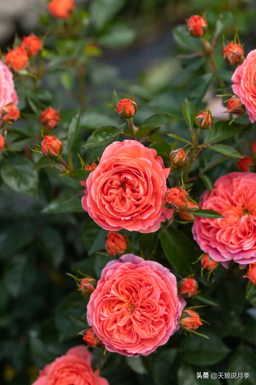 2022年天狼月季新品,月季天狼新品曝光