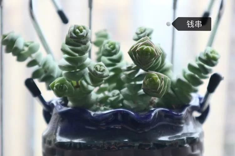 多肉名字怎么记,多肉的品种图片及名字寓意