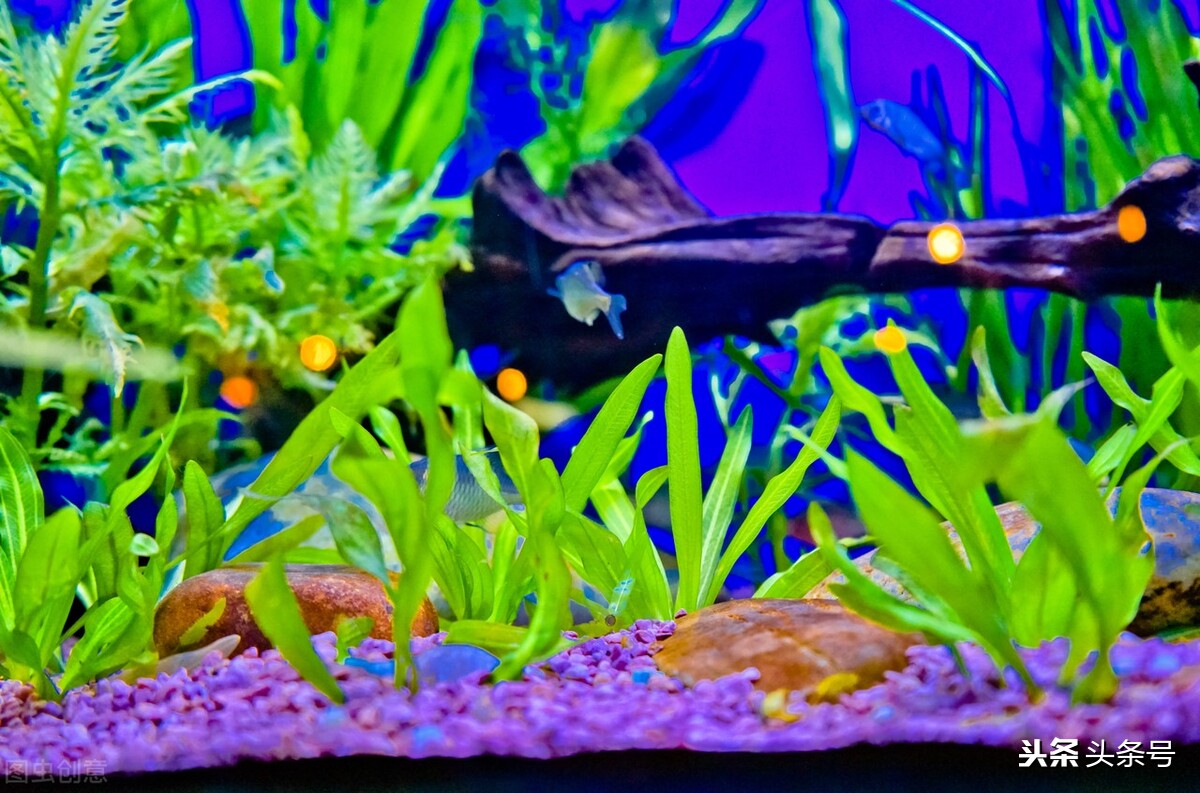 故事新编叶公好龙,故事叶公好龙