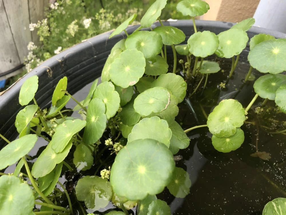 铜钱草水养的正确方法和步骤,12种铜钱草怎么养