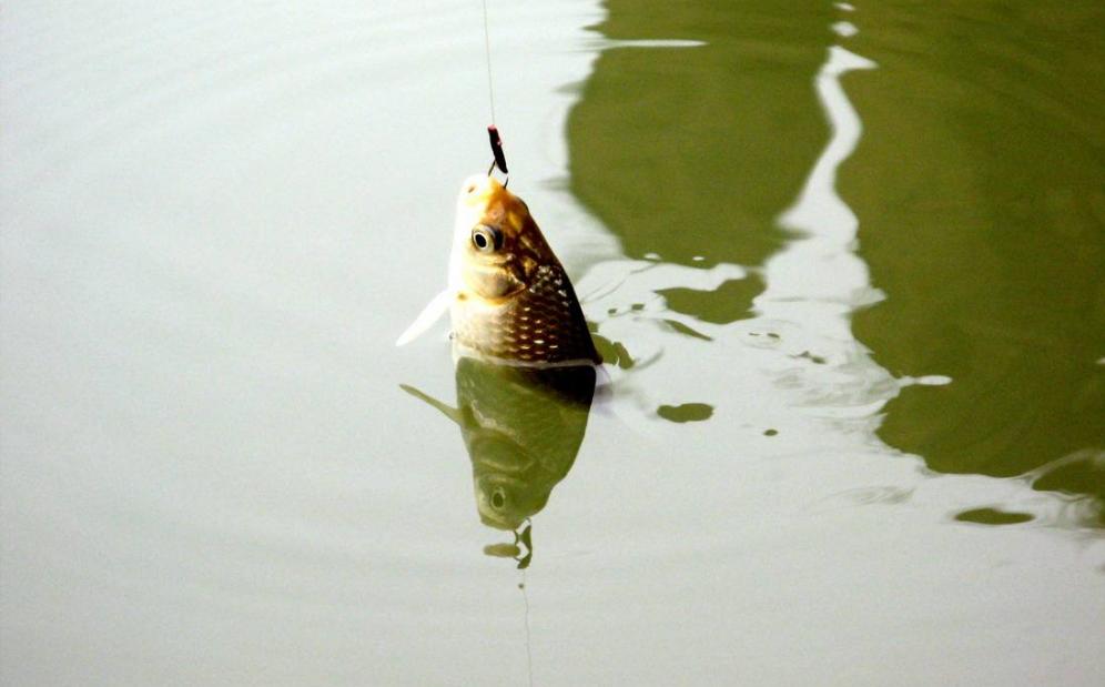 野钓窝子有鱼不咬钩什么原因,野钓窝里有鲫鱼但是不咬钩