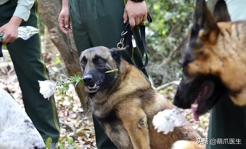 长得最像狼的狗,最帅狗