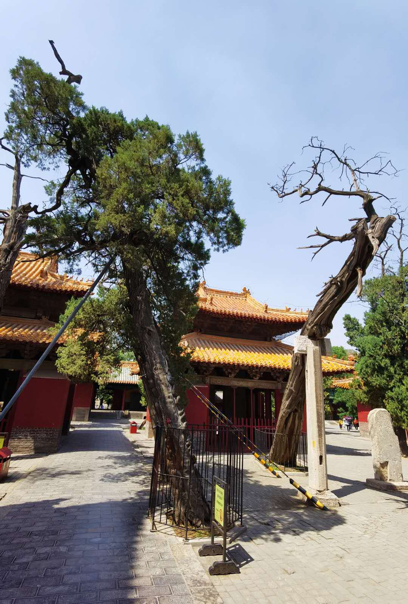 曲阜今朝东方圣城,曲阜孔庙全国规模最大的东方圣城