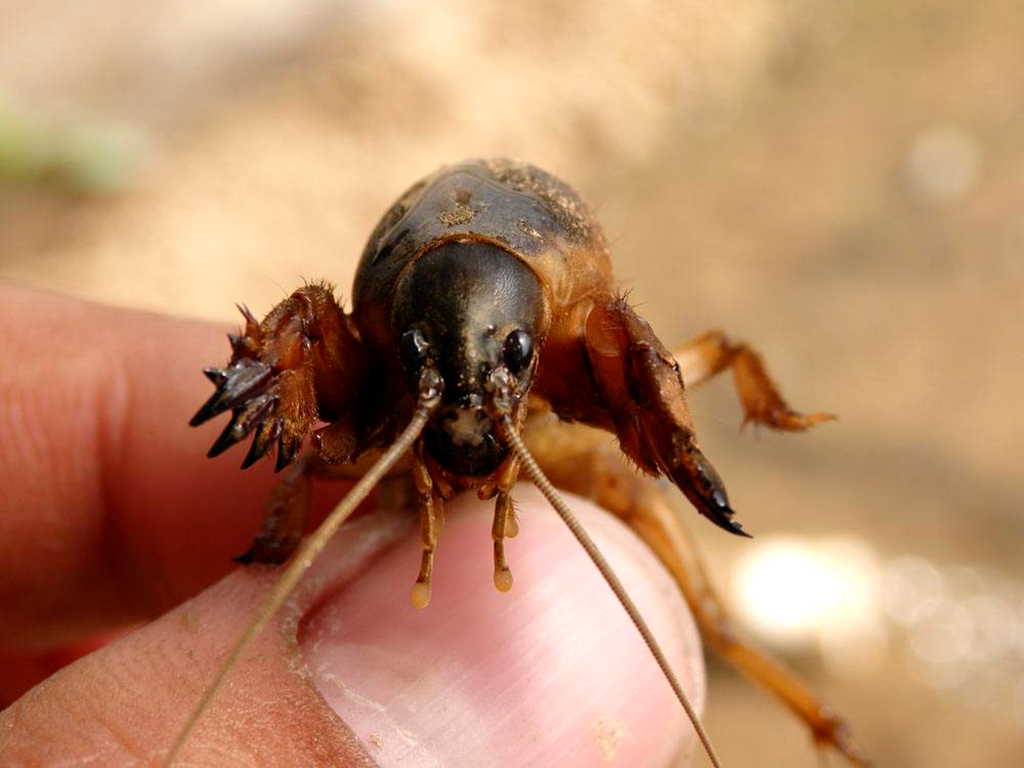 农村土狗的害虫,农村的土狗什么都可以吃吗