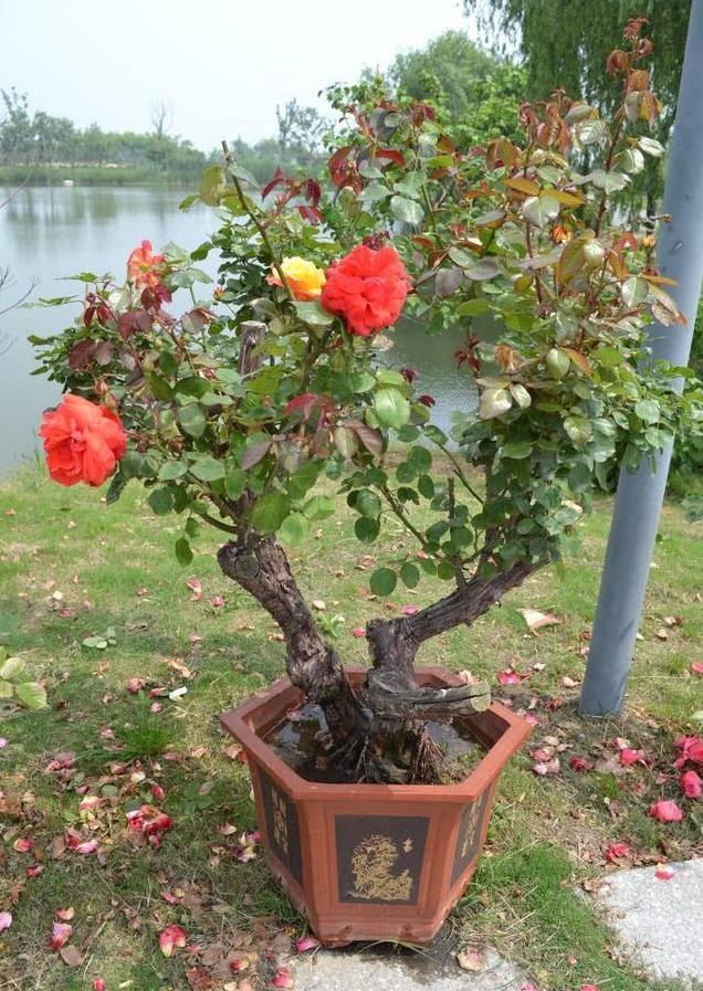 十种不能买的老桩,三种最值钱的老桩