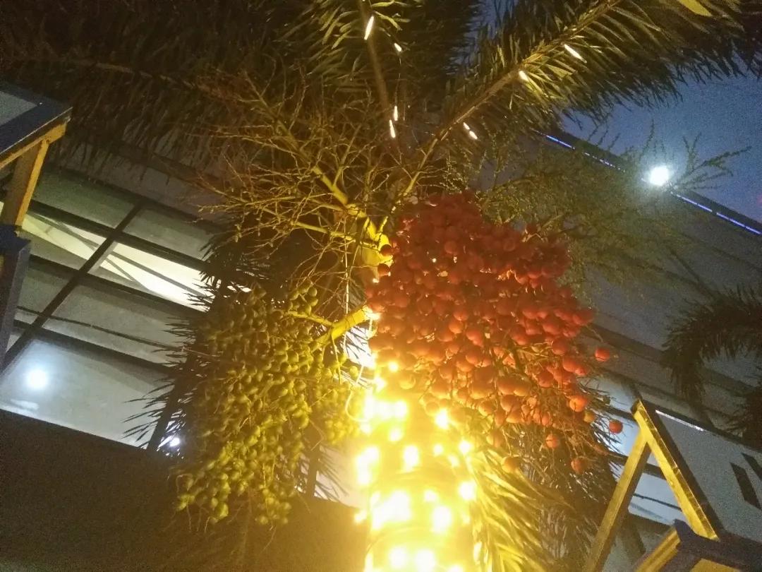 钦州像茶果一样的野果,广西的树结的果子可以吃