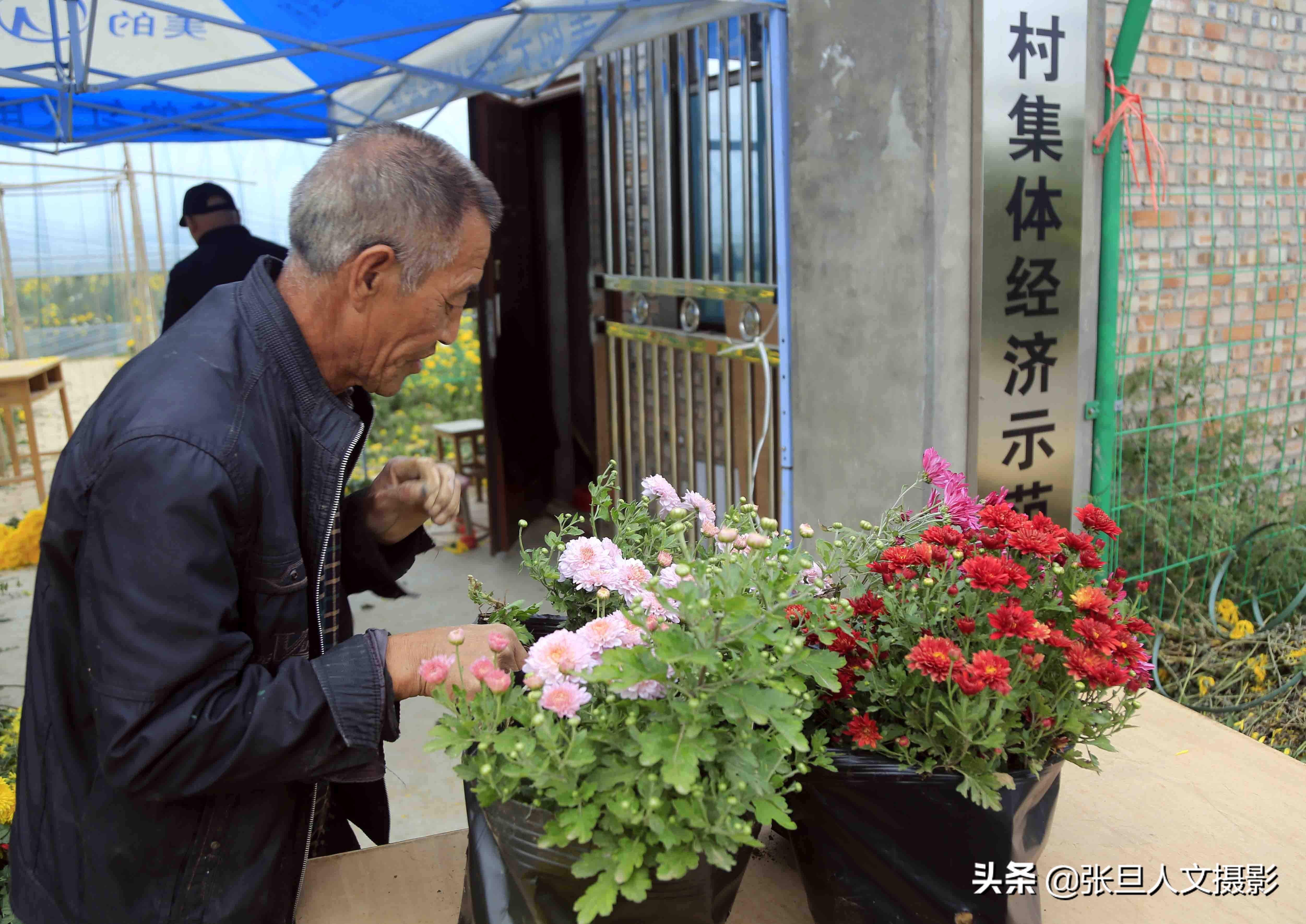 自家200多亩菊花种植基地,菊花种植一亩真实利润山西