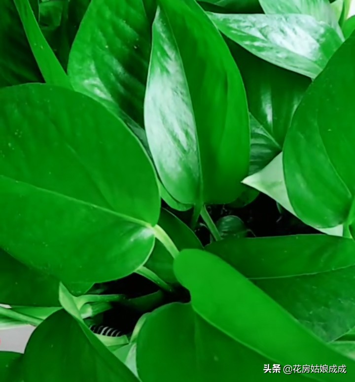 绿萝叶尖干是怎么回事,绿萝吊兰叶子发黄怎么办