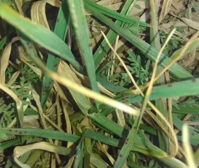 小麦缺肥发黄怎么办,小麦根发黄是什么病