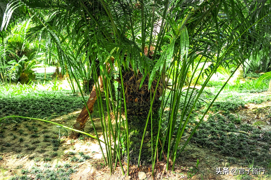 再游青秀山，看“熊猫级”国宝苏铁王，只为千年等一回的告别