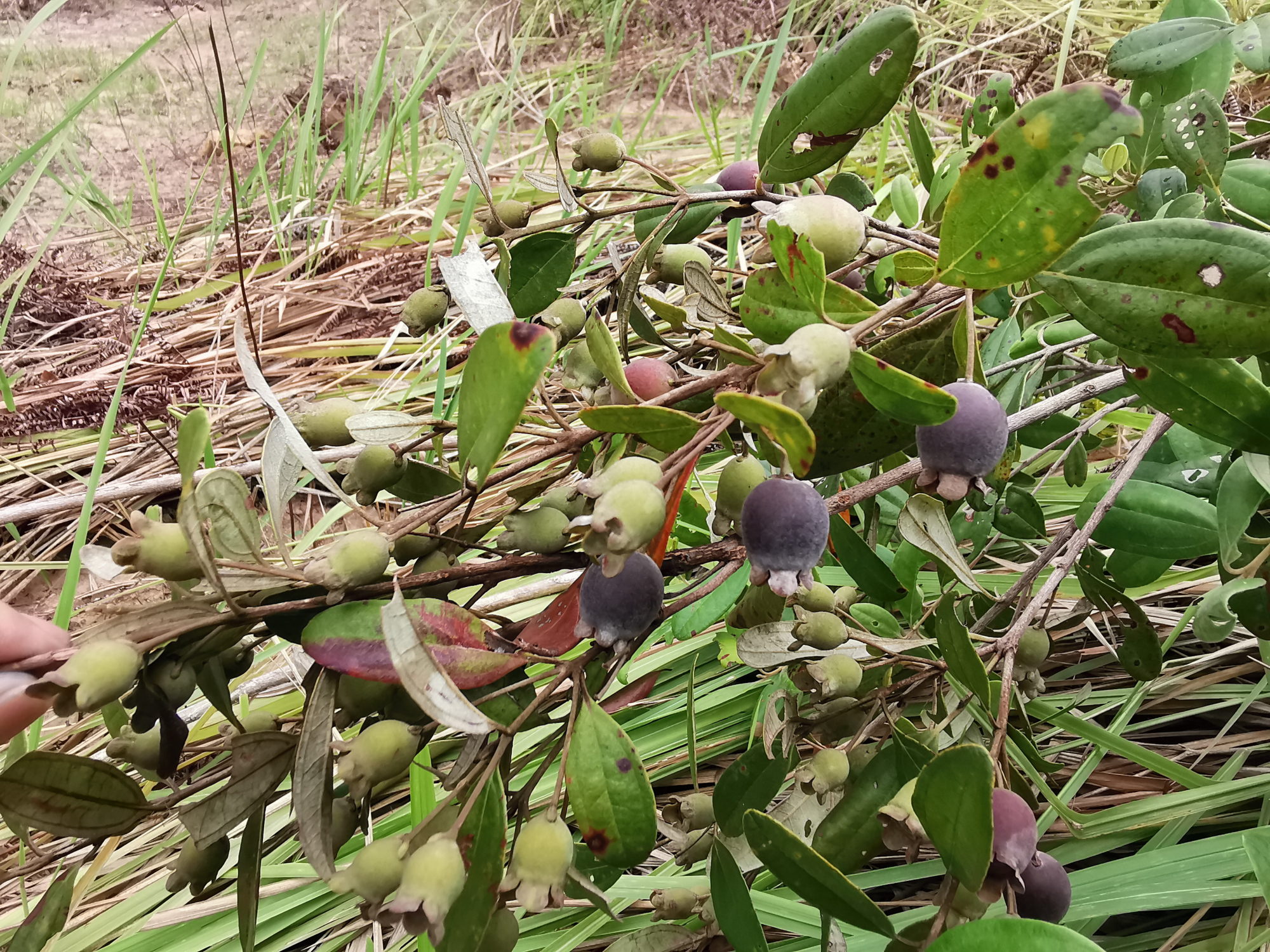 捻子酒半年后要把捻子捞出来吗,捻子酒制作方法