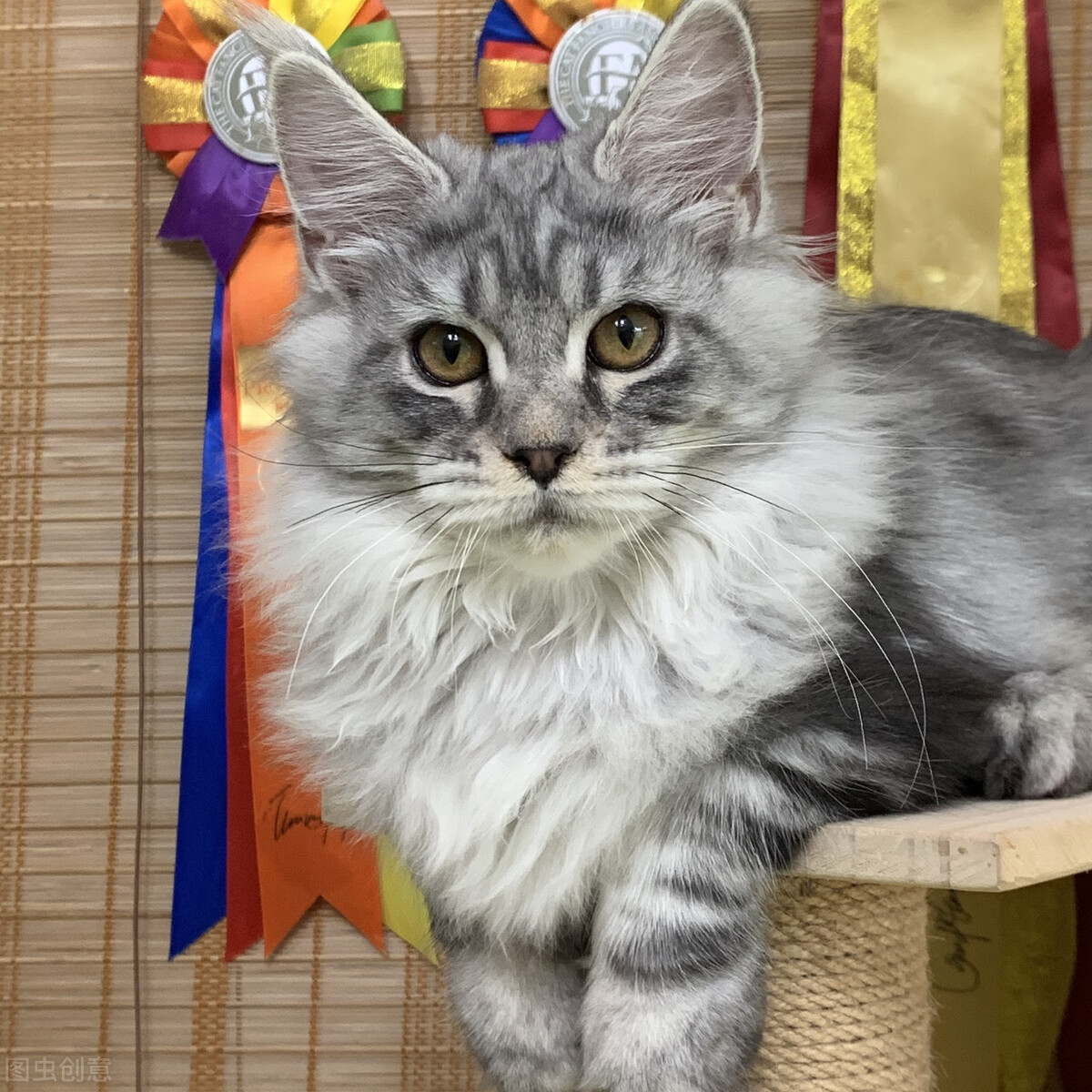 银虎斑猫和缅因猫有什么区别,西伯利亚猫和缅因猫哪个漂亮