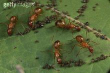 防治蚜虫的妙招,蚜虫物理防治措施