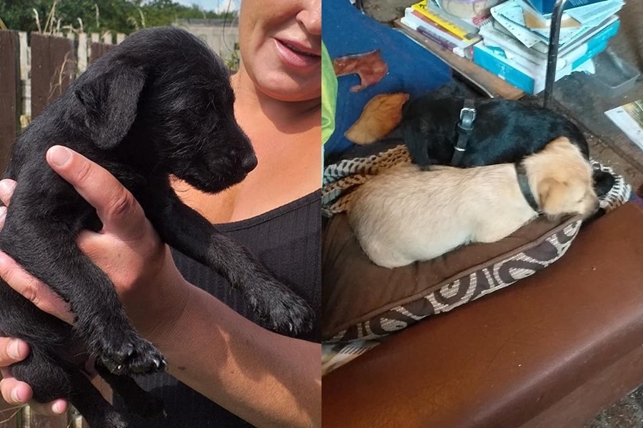 狗狗被烟花吓出后遗症怎么治愈,狗狗被爆竹吓死