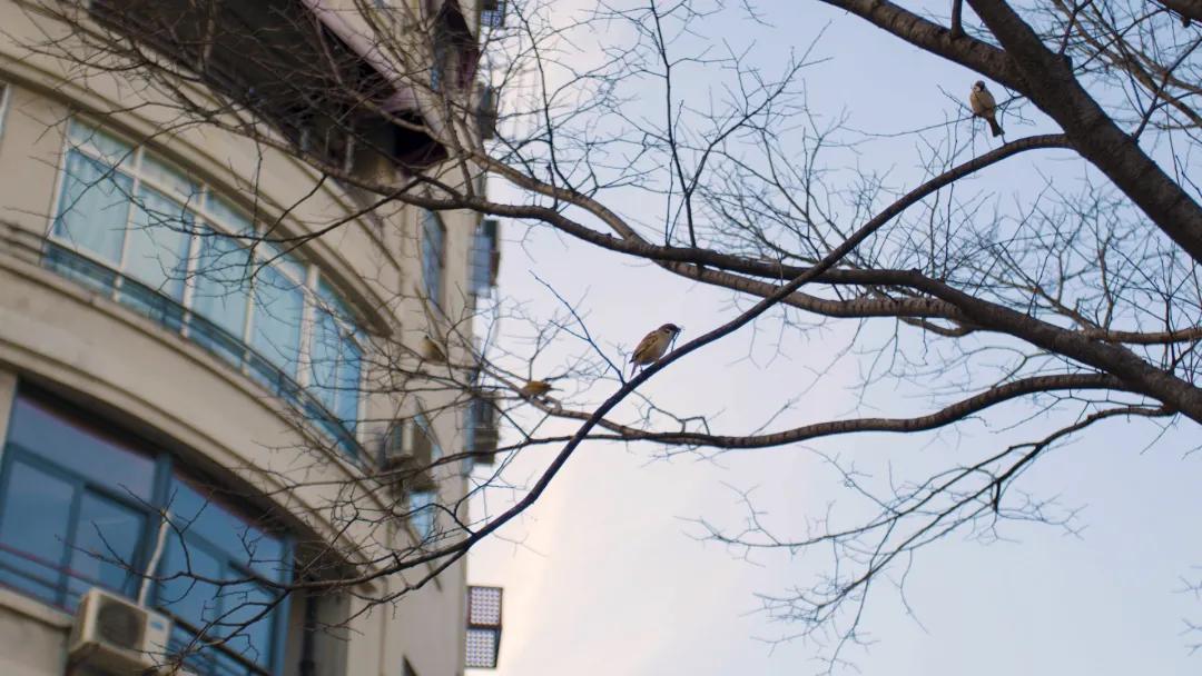 苏州河上海城市会客厅,苏河融景新楼盘