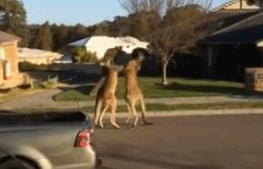 袋鼠和人打架视频,袋鼠为什么喜欢和狗狗打架